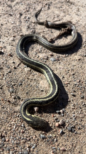 Common Garter Snake