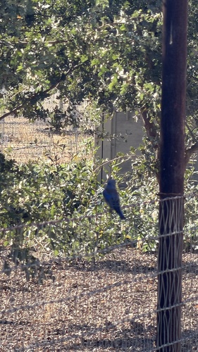 iNaturalist observation photo of Western Bluebird