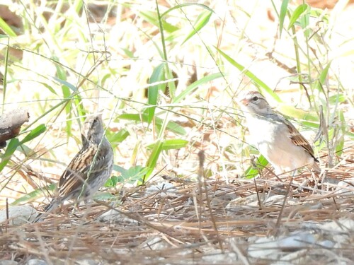 Chipping Sparrow