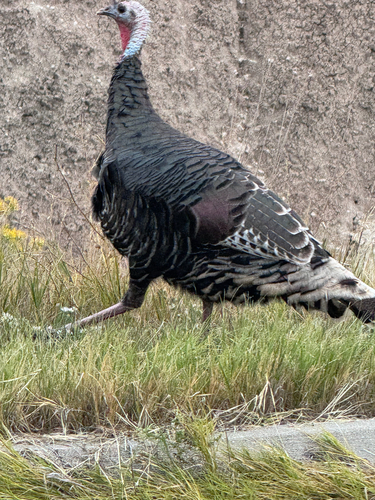 Wild Turkey