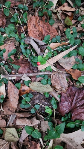 partridgeberry