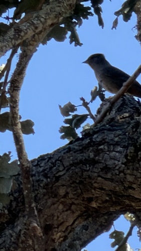 iNaturalist observation photo of Oak Titmouse