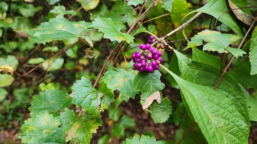 American beautyberry