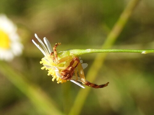 Northern Crab Spider