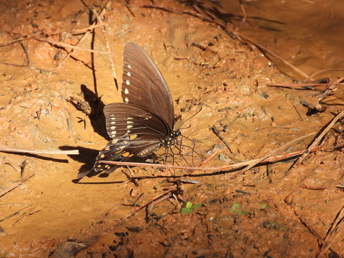 Spicebush Swallowtail