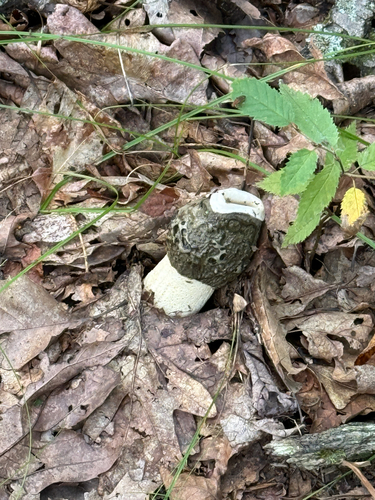 Ravenel's stinkhorn