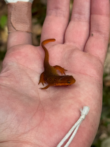 Eastern Newt