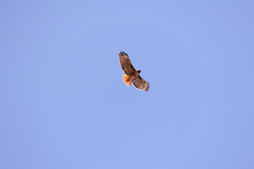 iNaturalist observation photo of Red-tailed Hawk