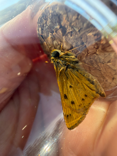 Fiery Skipper