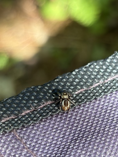 Bronze Jumping Spider