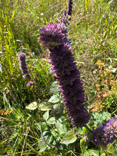 anise hyssop
