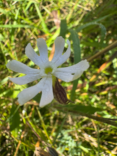Night-flowering Catchfly