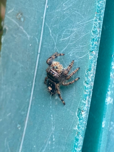Bold Jumping Spider