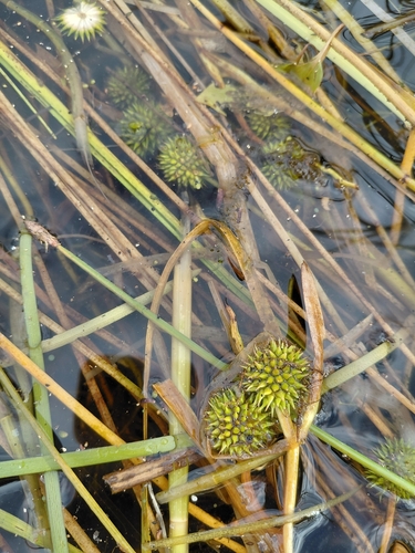 Narrow-leaved Bur-reed