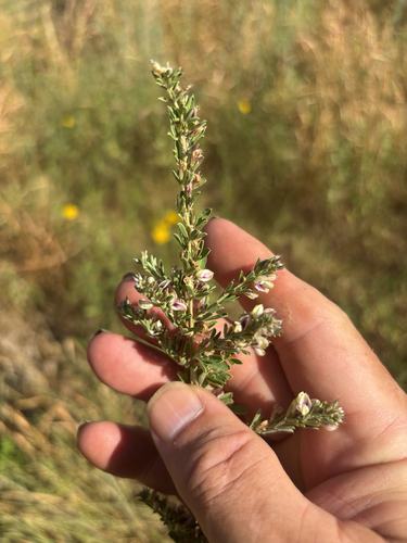 Chinese bushclover