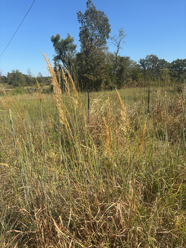 Indiangrass