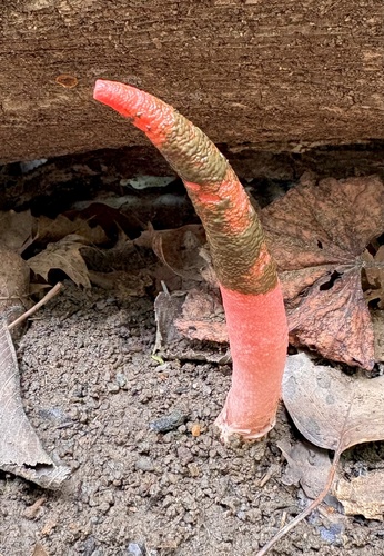 devil's dipstick