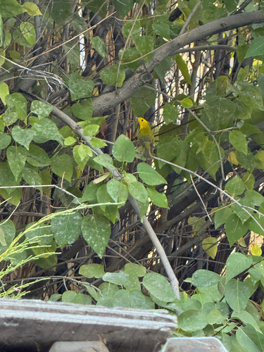 Wilson's Warbler