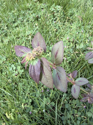Asthma Plant