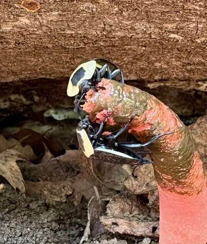 American Carrion Beetle