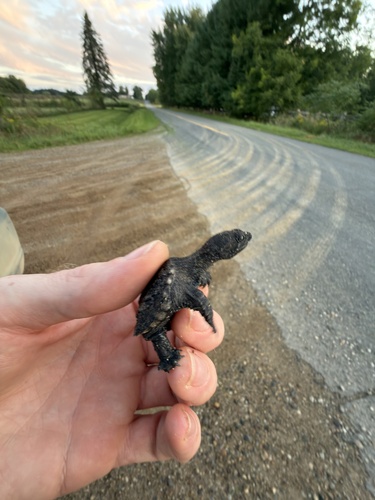 Common Snapping Turtle