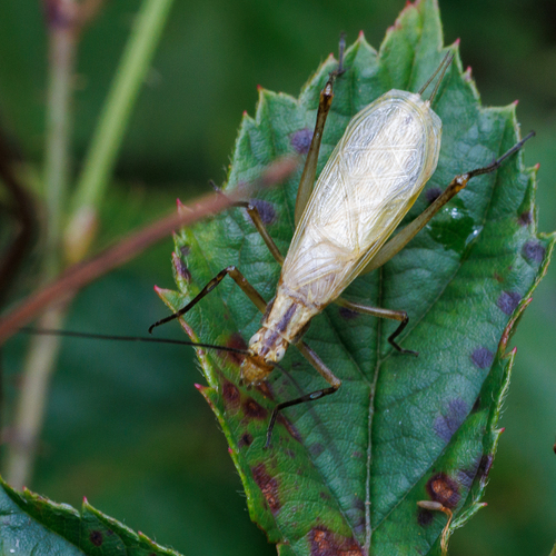 Black-horned Tree Cricket