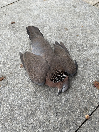 Spotted Dove