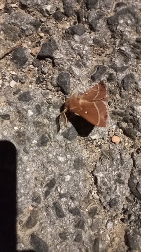 Grass Eggar