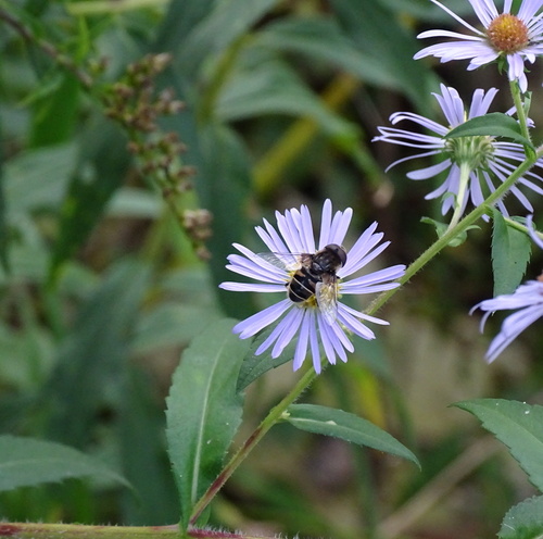Black-shouldered Drone Fly