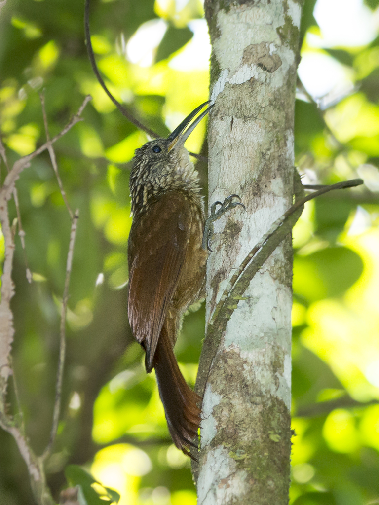 Ceara Woodcreeper photo