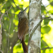 Ceara Woodcreeper - Photo (c) Marcelo Maux, all rights reserved, uploaded by Marcelo Maux