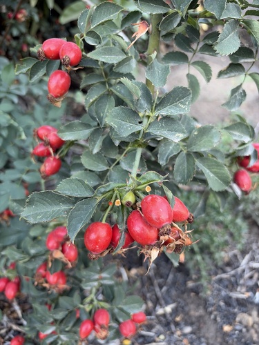 Dog-rose
