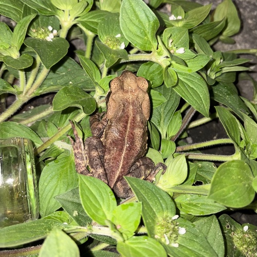 Striped Toad