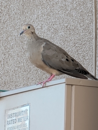 Mourning Dove