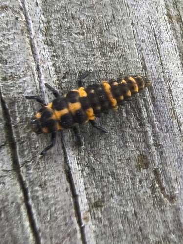 Spotted Pink Lady Beetle