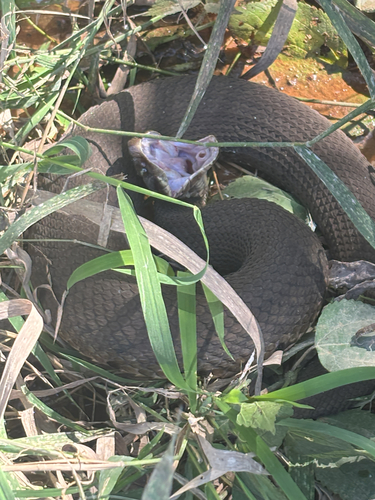 Northern Cottonmouth