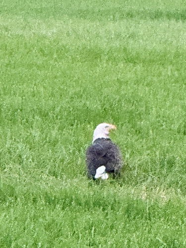 Bald Eagle