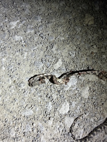 Western Ratsnake