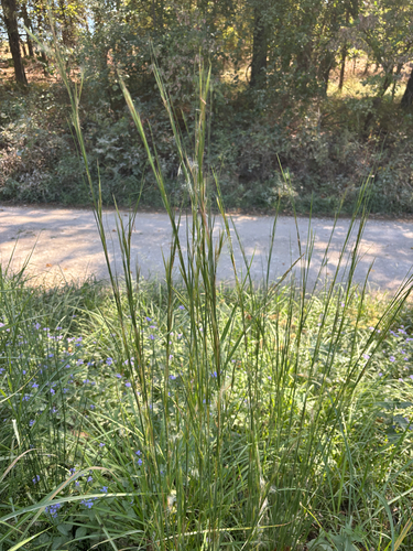 broomsedge bluestem