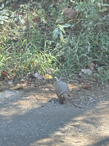 Mexican Long-nosed Armadillo