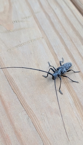 Spotted Pine Sawyer
