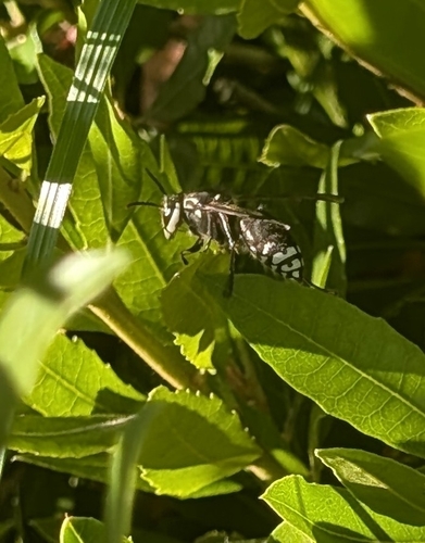 Bald-faced Hornet