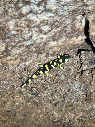 Western Tiger Salamander