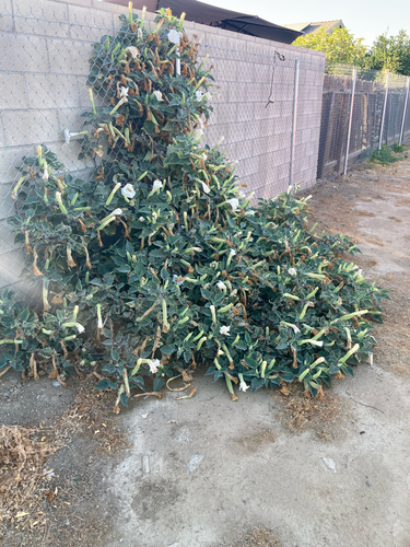 Sacred Datura