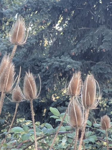 wild teasel