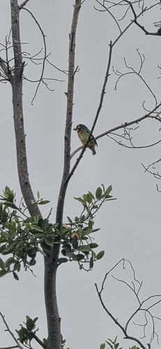 Coppersmith Barbet