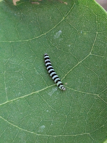 Redbud Leaffolder Moth