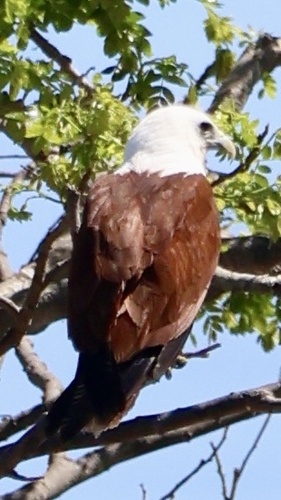 Brahminy Kite
