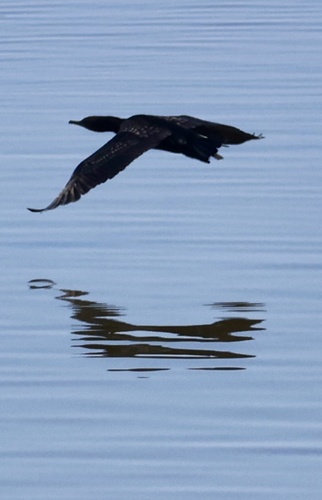 Little Black Cormorant