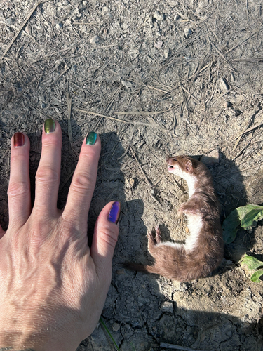 Least Weasel